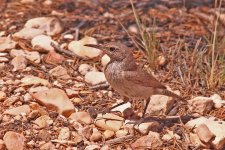 RockWren-Warm.jpg