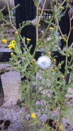 sticky_groundsel.jpg