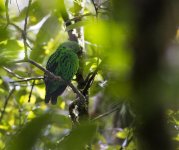 Calyptomena_whiteheadi_MG_0174.jpg