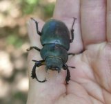 P1130046 (2) A Buda Hills Beetle..jpg