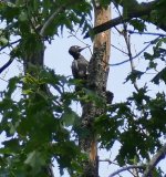 P1130095 (2) A Black Woodpecker Buda Hills, Aug.1st '15. no.1.jpg