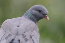 Stock Dove 2.jpg