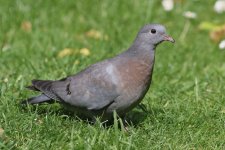 Stock Dove.jpg