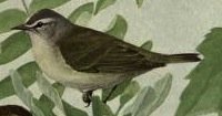 Tennessee warbler.jpg