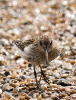 Dunlin-e.jpg