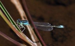 Scarce Blue-tailed Damselfly 2015.jpg