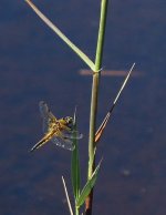 Four bodied Chaser at the fens.jpg