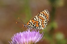 Spotted Fritillary lith.jpg