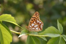 Queen of Spain Fritillary 2.jpg