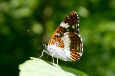 White Admiral vil 2.jpg