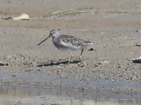 Long-billed Dowitcher.jpg