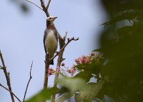 Chestnut-cheeked Starling.jpg