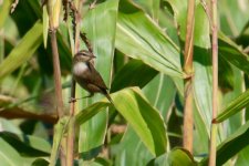 Dusky Warbler.jpg