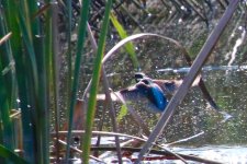 Common Kingfisher - recovering from missed strike.jpg