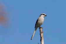 Chinese Grey Shrike.jpg