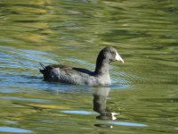 Sands Lake-37-2015-09-19-12.jpg