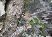 Goldcrest.jpg