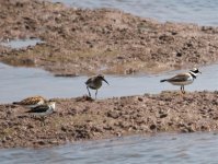 Small-waders.jpg