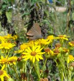 WhiteLetterHairstreak.jpg