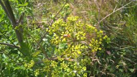 wild_parsnip.jpg