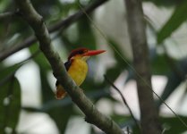 rufous backed kingfisher.JPG