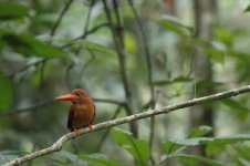 ruddy kingfisher.JPG