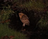 buffy fishing owl.JPG