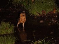 buffy f owl paddling.JPG