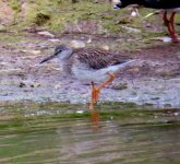 Redshank Juvenile 1.jpg