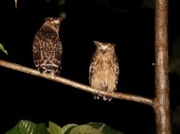 Buffy fishing owls.JPG