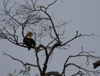 wrinkled hornbill male.JPG