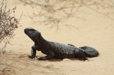 Spiny-tailed Lizard ws 4.jpg