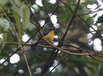 bornean flycatcher.JPG