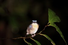 malaysian blue flycatcher.JPG