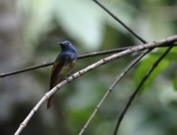 rufous winged philomentoa.JPG