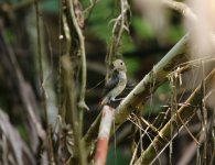 scarlet backed fpecker female.JPG