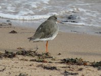 redshank.jpg