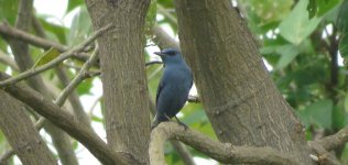 IMG_3491 Pandoo Blue Rock Thrush @ RDBT.JPG