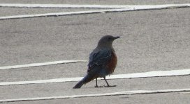 IMG_3510 - philippensis Blue Rock Thrush @ RDBT.JPG