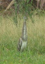 IMG_3502 - Chinese Pond Heron @ RDBT.jpg