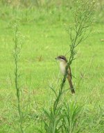 IMG_3483 Brown Shrike @ RDBT.jpg