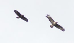 ad and 2cy Common Buzzard Lee Road 6th May 2012_HH_1.jpg
