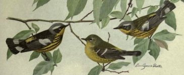 Magnolia warbler.jpg