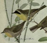 yellow-throat.jpg