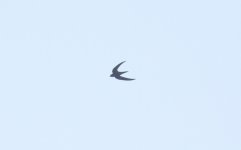 Pacific Swift.jpg