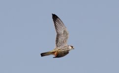 Amur Falcon.jpg