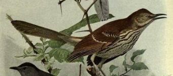 brown thrasher.jpg