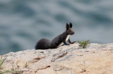 Eurasian Red Squirrel 2.jpg