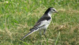 IMG_3916 - Interesting wagtail @ RDBT .JPG