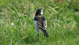 IMG_3918 interesting wagtail 2@ RDBT.JPG